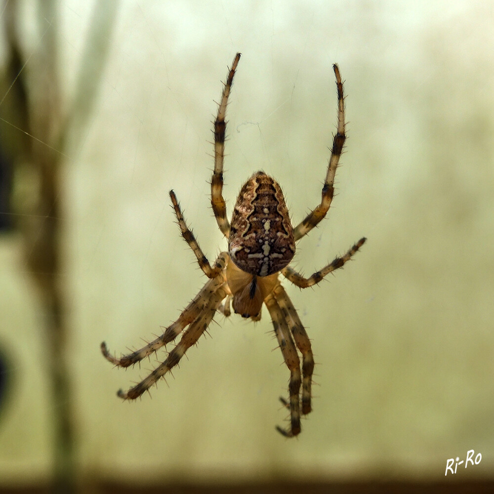 Im Netz
die Kreuzspinne umwickelt die Beute mit Spinnfäden u. bewahrt sie als Vorrat im Netz auf, um sie bei Bedarf zu verzehren. (biologie-schule)
