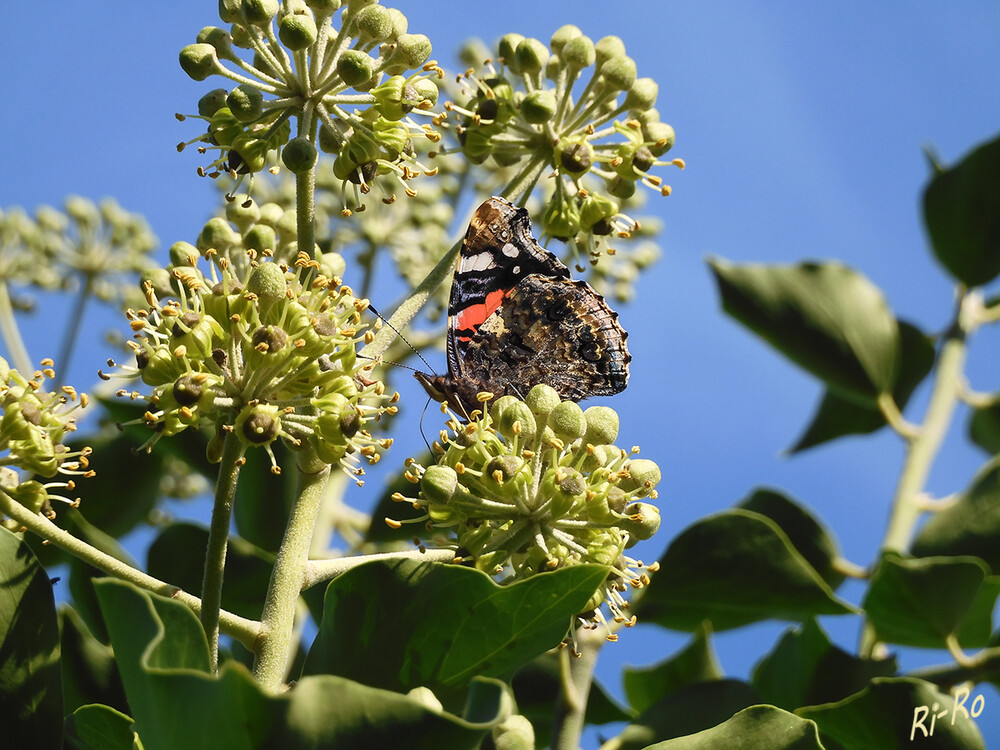  Admiral auf Blüte
Aufgrund der späten Blütezeit ist blühender Efeu eine gute Nahrungsquelle für Bienen, Schwebfliegen, Wespen u. andere Insekten, die im Herbst nur noch wenig Nahrung finden. Die doldenartigen Blüten bestehen aus bis zu 20 Einzelblüten. (gartenjournal.net)

