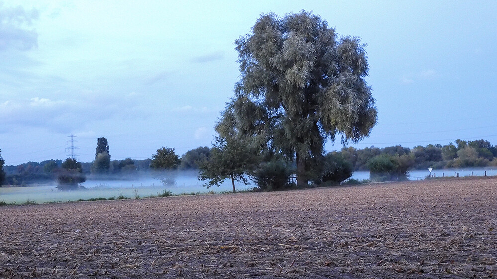 Herbstlich „Abgeerntetes Feld u. Nebel“
Perla
Schlüsselwörter: 2021