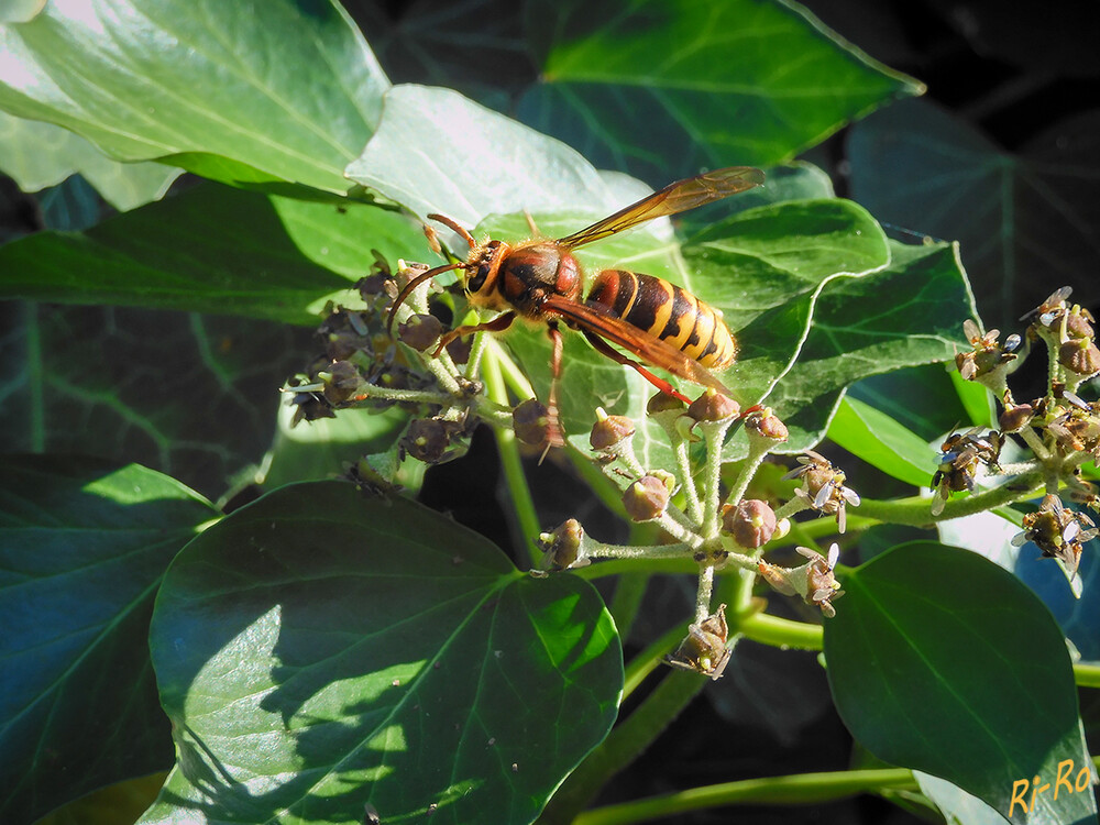 Nahrungssuche
Bei uns summt u. brummt es im rankenden Efeu. Hornissen gehen hier sogar auf Insektenjagd. In der blühenden Hecke gibt es kein Nest zu verteidigen, sie wollen nur Nektar ernten. (lt. aktion-wespenschutz.de)
