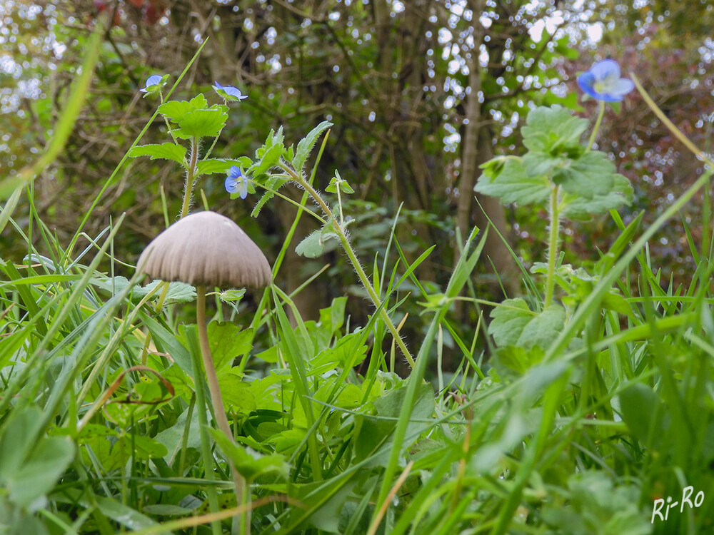 Pilz mit Blume
Helmlinge sind eine Pilzgattung aus der Familie der Helmlingsverwandten (biologie-seite) Der Persische Ehrenpreis ist eine ein- oder zweijährige Pflanze.(pflanzenstimmung.de)
