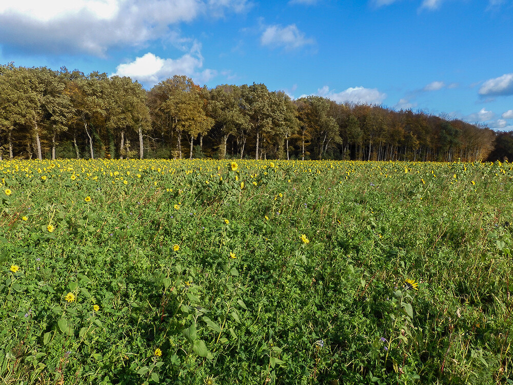Weitwinkel „Sonnenblumen im November“
Perla
Schlüsselwörter: 2021