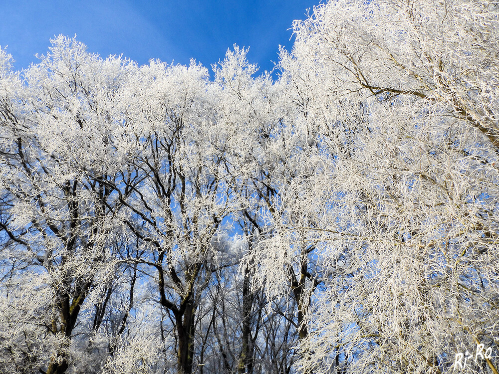 Eisnebel auf den Ästen 
in der Luft schwebende, zahlreiche, winzige Eiskristalle, welche die Sicht an der Erdoberfläche herabsetzen. (lt. dwd.de)
Schlüsselwörter: 2021