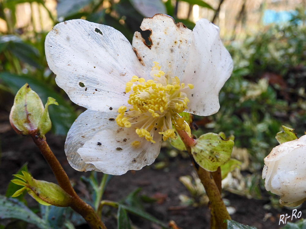 Wetterschaden
Schneerose, direkt nach der Blüte fangen die ersten Blätter an zu verwelken. Die Kelchblätter der Blüten sind ab diesem Zeitpunkt für die Fotosynthese verantwortlich u. erhalten die Pflanze am Leben. (gartendialog)
