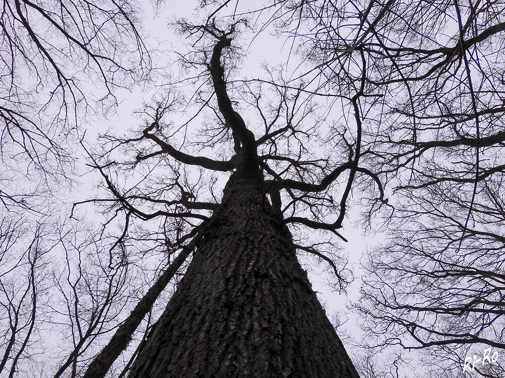 Waldbaum
von unten aufgenommen bei Hochnebel im Januar.
