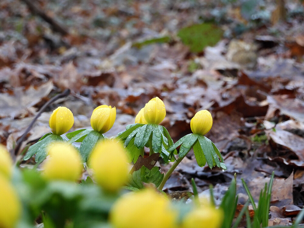 Februarfoto „Winterlinge“
Perla
Schlüsselwörter: 2022