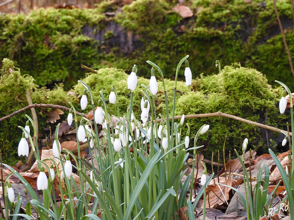 Schneeglöckchen
zählen zu den ersten Blumen nach dem kalten Winter, die ihre Blütenköpfe tapfer in die Höhe recken. Ihre weißen Blütenblätter machen den besonderen Charme dieser Frühlingsboten aus. (gartenzauber.com)
Schlüsselwörter: 2022