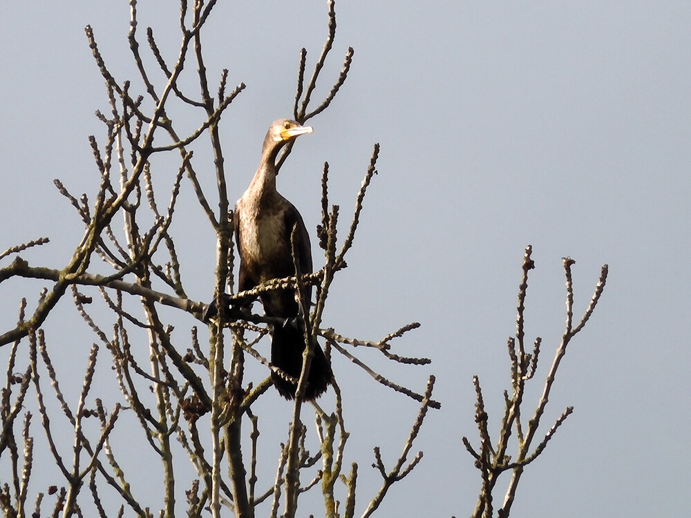   Februarfoto „Kormoran Jungvogel“
Perla
Schlüsselwörter: 2022