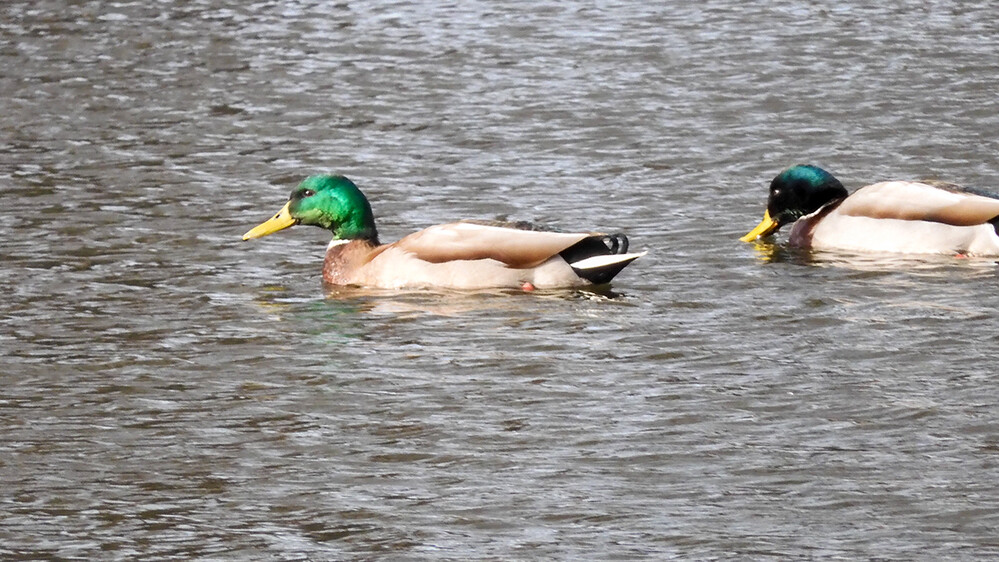 Februarfoto „Schwimmstunde“
Perla
Schlüsselwörter: 2022