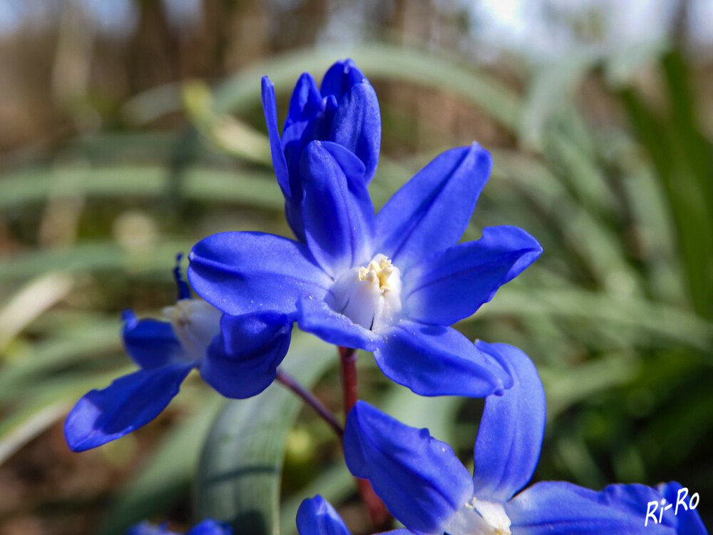 Der Blaustern
bevorzugt frische, nährstoffreiche u. humose Böden, wie sie in Auwäldern zu finden sind. Er hat eine kurze Blütezeit von März bis April. (lt. nabu.de)
Schlüsselwörter: 2022