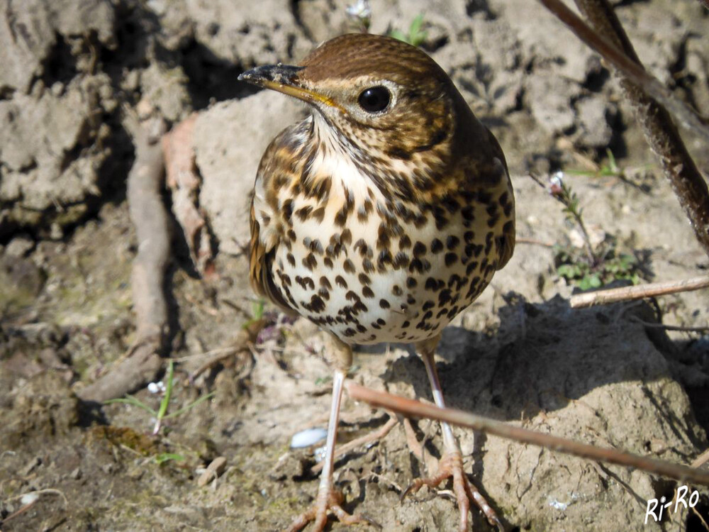 Singdrossel
auch Zippe oder Sommerdrossel genannt, ist eine nahe Verwandte der Amsel u. ähnelt dieser in Gestalt u. Größe. Die Singdrossel erreicht eine Körperlänge zwischen 20 u. 22 Zentimeter. (plantura.garden)
Schlüsselwörter: 2022