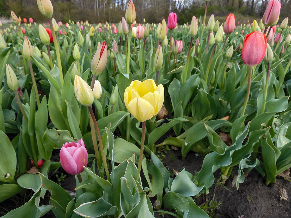 Farbenfroh "Tulpenfeld"
Perla
Schlüsselwörter: 2022