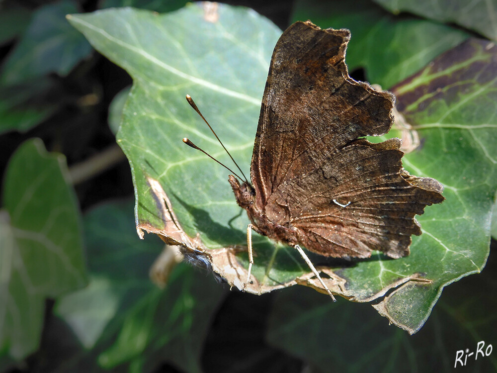 Dunkelbrauner Schmetterling
