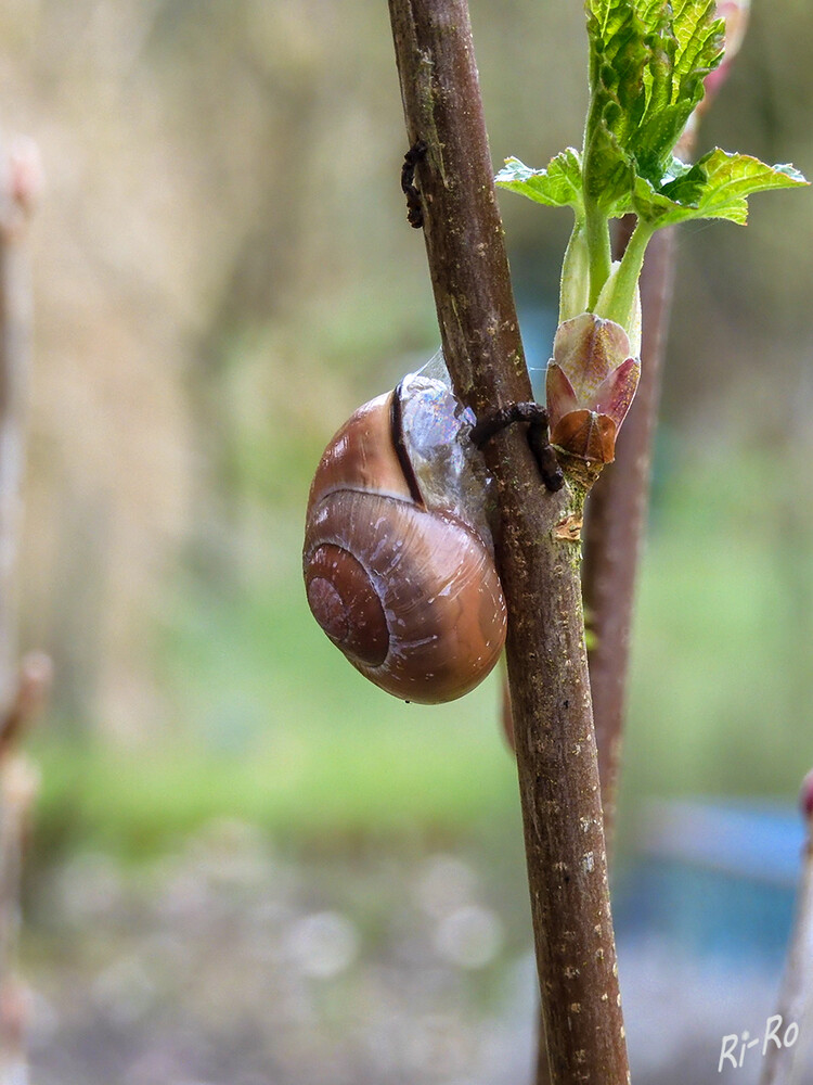 Aufwärts
Die Schnecke ist die artenreichste der acht rezenten Klassen der Weichtiere u. die einzige, die auch landlebende Arten hervorgebracht hat. Die Körpergröße variiert von unter 0,5 mm  bis zu über 90 cm. (wikipedia)
