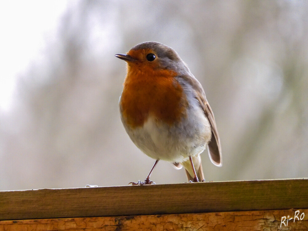   Hübscher Besucher
Rotkehlchen sind sowohl Standvögel als auch Teilstreckenzieher. Sie verbringen das ganze Jahr bei uns oder ziehen nach der Brutzeit im Herbst in wärmere Gebiete. Dann sind sie im ganzen Mittelmeerraum anzutreffen. (wildtierstiftung)

