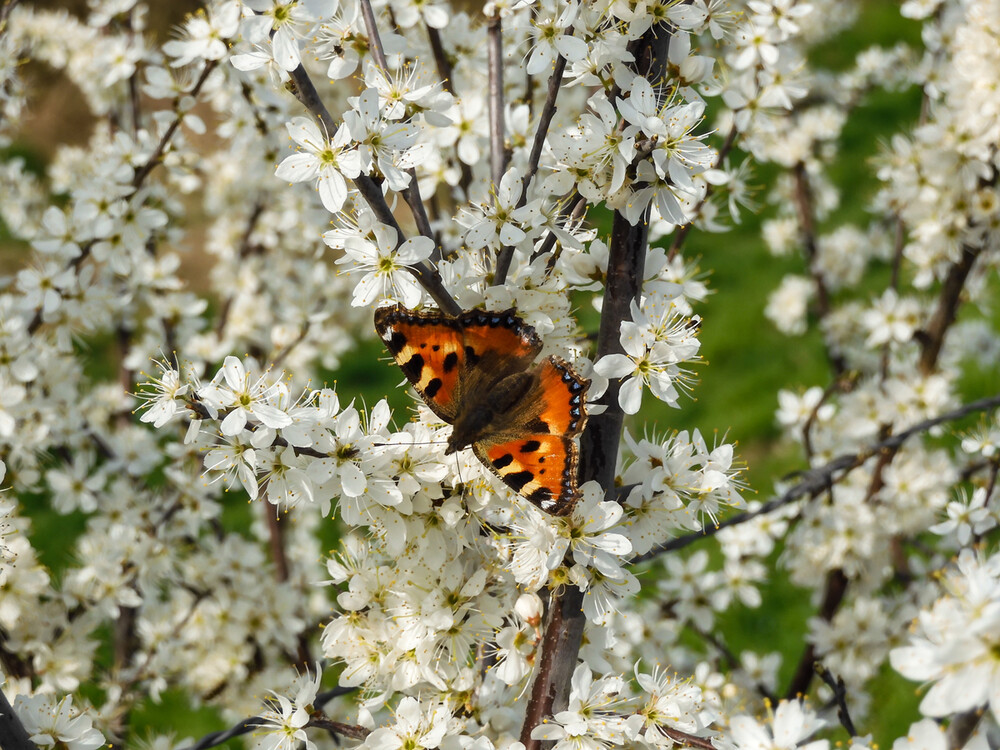 Auf dem Weißdorn
Als Schmetterling ernährt sich der Kleine Fuchs vom Nektar verschiedener Pflanzenarten. Er überwintert wie alle Edelfalter an geschützten Orten. (deutschlands-natur)
Schlüsselwörter: 2024