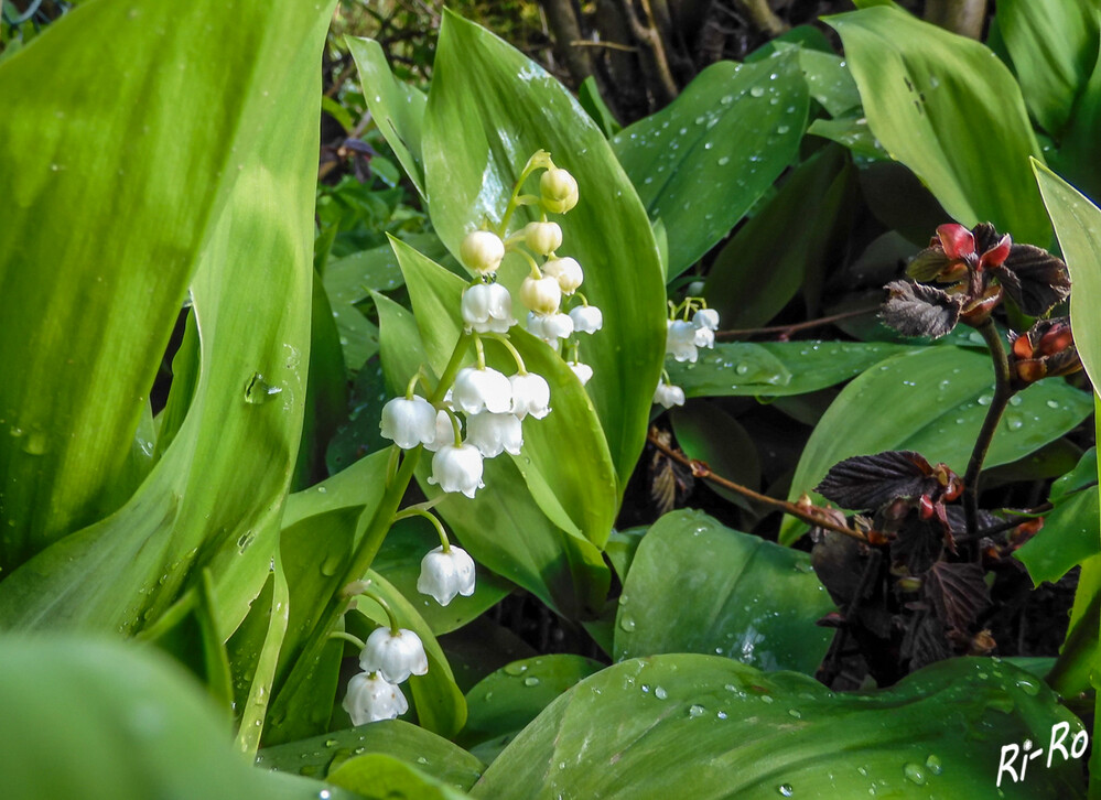 Nach dem Regen
Maiglöckchen sind ursprünglich in Mittel- u. Westeuropa beheimatet. Dieses wächst mehrjährig u. bildet Rhizome. (biologie-schule)
