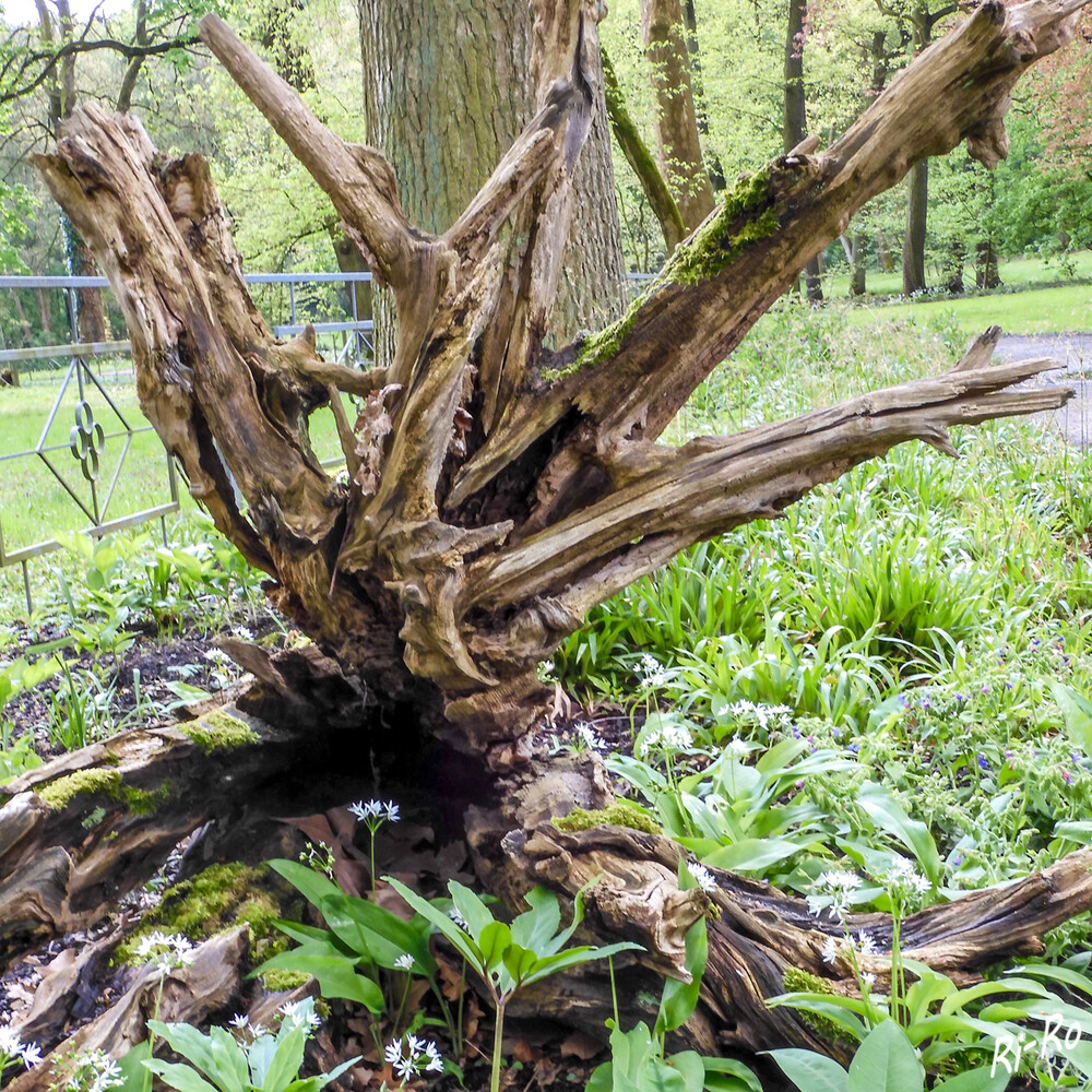 Deko im Park
Die Metamorphosen der Wurzel werden durch die speziellen Aufgaben, welche die Wurzel wahrnehmen muss, bestimmt. (wikipedia)
