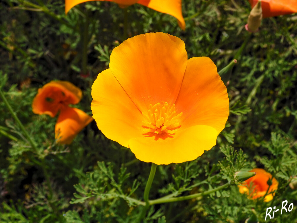 Goldmohn
Der Kalifornische Mohn stammt aus dem Westen der USA. Er wird wegen der Blütenfarbe auch als Goldmohn bezeichnet. Die feinen, fiederteiligen, blaugrünen Blätter des Schlafmützchens bilden eine grundständige Rosette. (kiepenkerl)

 
Schlüsselwörter: 2024