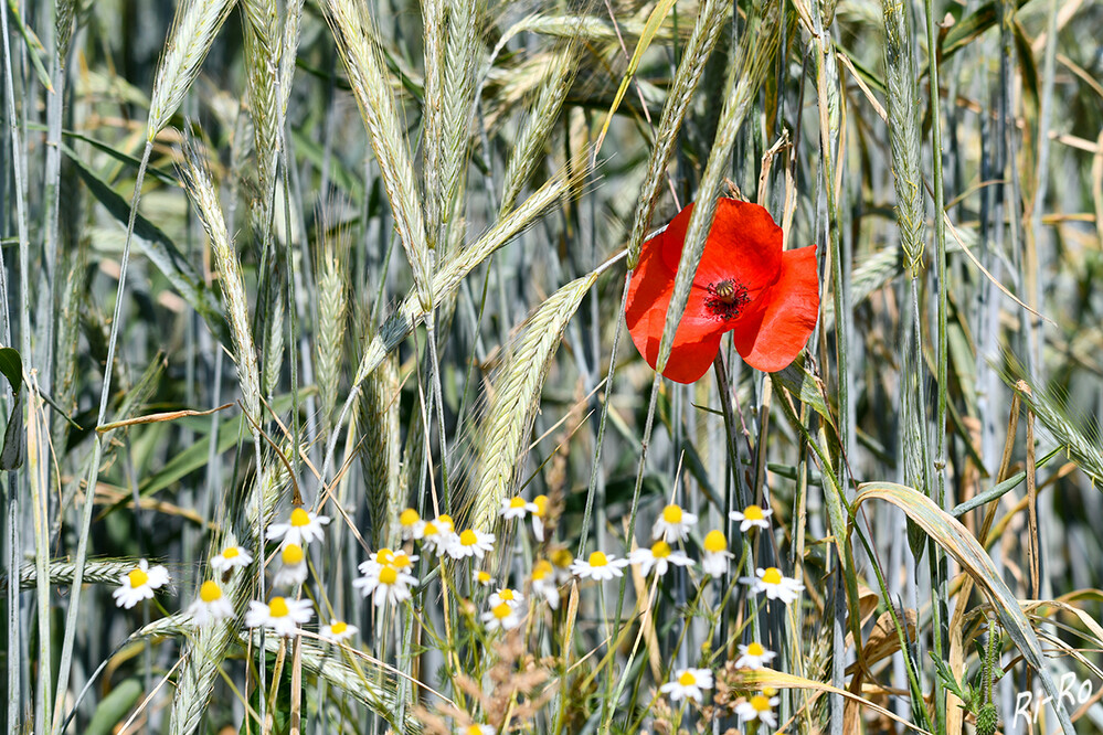 Ackerrandstreifen
zusammen mit dem roten Mohn u. der weißen Kamille ergibt sich ein fantastisches Farbenspiel. (lueneburger-heide.de)
