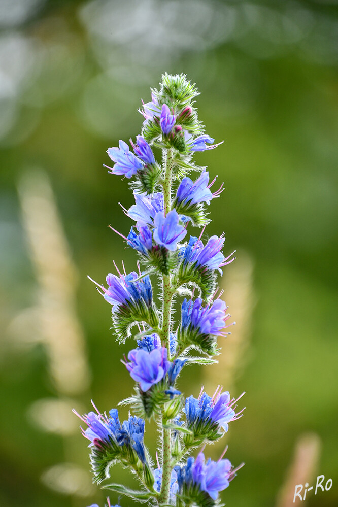 Blauer Heinrich
mit Schlangenköpfen. Bemerkt wird der Natternkopf in der Natur oft nur dann, wenn er sehr hoch wächst. Es gibt Exemplare von 25 cm, aber auch 1m ist nicht selten. Sie sind eindrucksvolle Kerzen mit borstigen Blättern u. Stängeln, die Blüten sitzen direkt am Stängel. (wildes-berlin.de)
