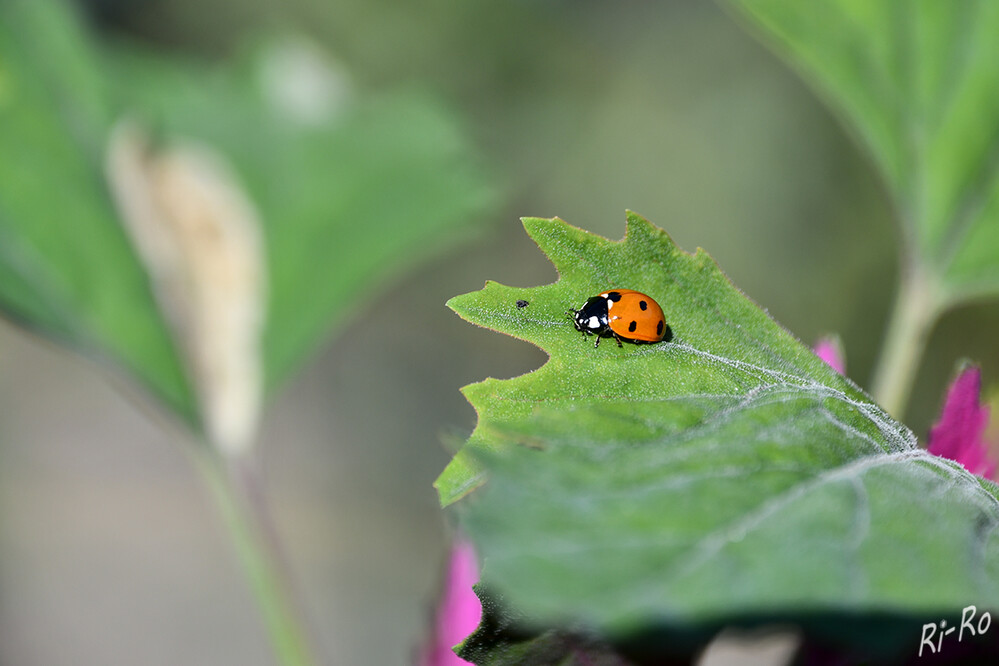   Auf Futtersuche
Marienkäfer fressen hauptsächlich Schädlinge. In Notzeiten können sie aber auch auf pflanzliche Nahrung wie Früchte u. Pollen zurückgreifen. Manche Arten ernähren sich auch von Mehltau- u. Schimmelpilzen. (gartenjournal)
