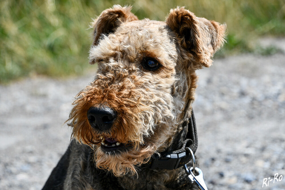 Portrait
Die Vorfahren der Airedale Terrier lebten in der Grafschaft Yorkshire entlang dem Fluss Aire in England. 1893 kamen die ersten nach Deutschland. (lt.KFT) 
