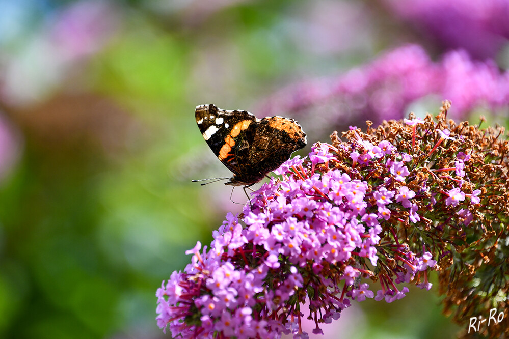 Schmetterling
Der Admiral versorgt sich am Sommerflieder mit Nektar.
