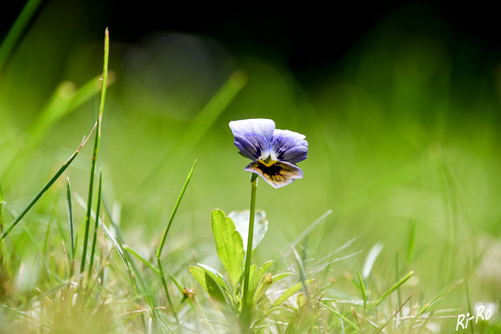 Hornveilchen
sind pflegeleichte, mehrjährige Blütenpflanzen, die von März bis zum ersten Frost blühen. Sie gedeihen am besten in sonnigen bis halbschattigen Standorten. (gartenjournal)
