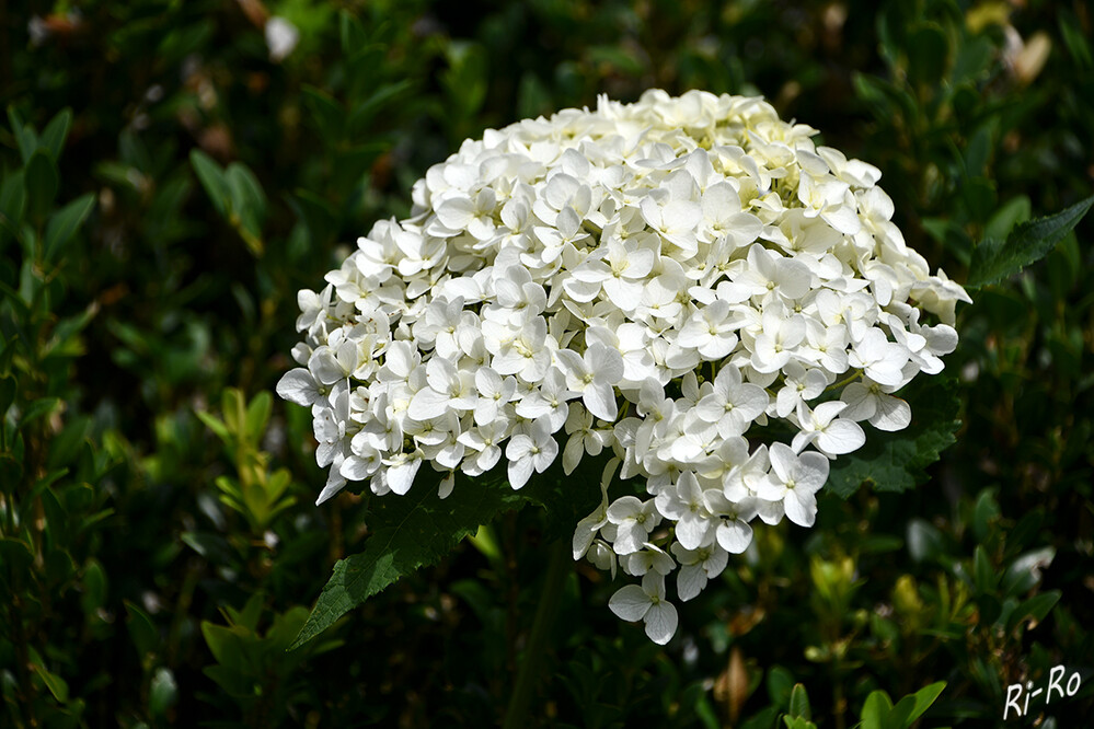 Der Schneeball
ist ein Ziergehölz mit duftigen Blütenbällchen u. dekorativem Laub. Er ist für Gärten u. Parkanlagen ein optischer Zugewinn. (gartenjournal)

