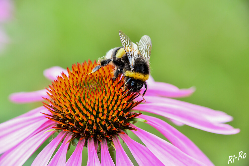 Hummel auf Purpursonnenhut
seit Tagen blüht der Sonnenhut. Die Hummeln sind ganz verrückt nach den Blüten. Mit ihrem langen Saugrüssel holen sie sich den Nektar. (mein schöner garten)
