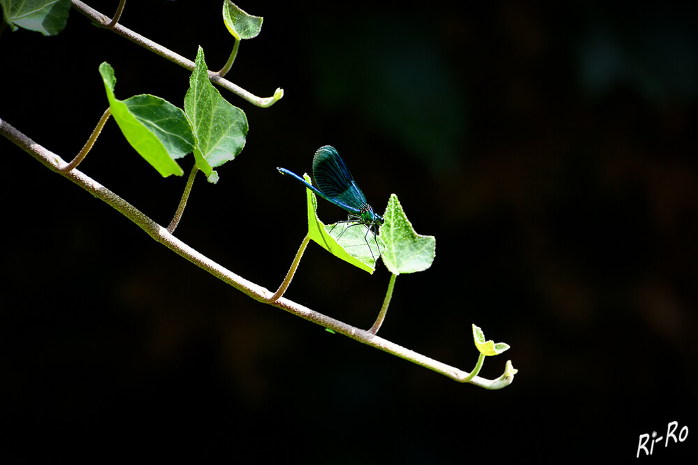 Gebänderte Prachtlibelle 
u. ihre Schwesternart die Blauflügel-Prachtlibelle sind die größten Arten unter den Kleinlibellen unserer Heimat. (libellenwissen)
