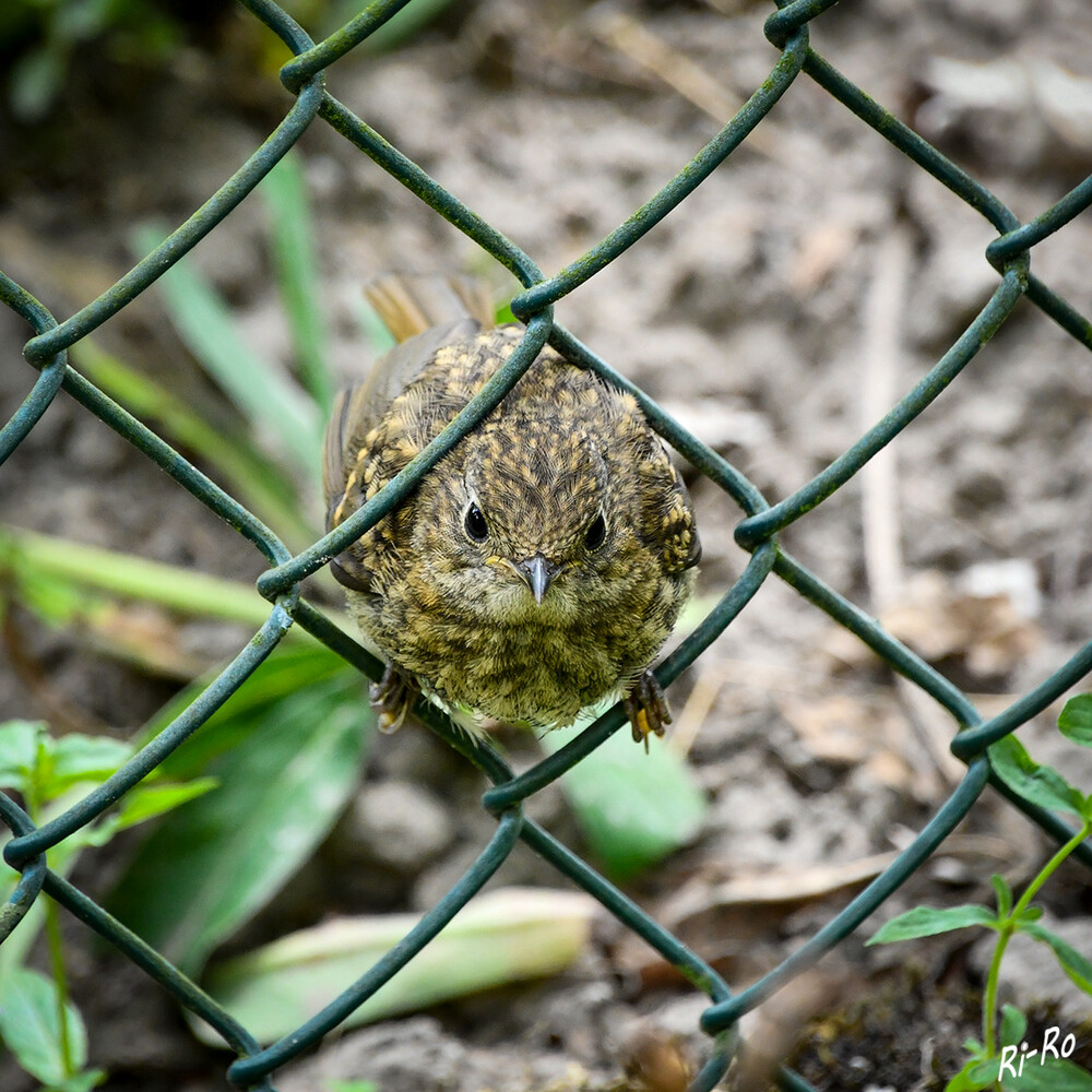 Knuffiger Jungvogel
Rotkehlchen werden im Allgemeinen nicht sehr viel älter als 13 Monate. Hat ein junges das erste (schwierigste) Jahr überstanden, steigen seine Überlebenschancen deutlich. (tierchenwelt.de)
