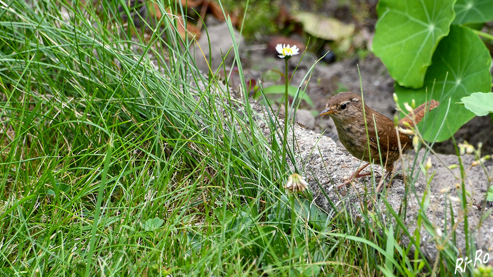 Verstecken
Der Zaunkönig kann nicht gut fliegen u. begibt sich meist hüpfend u. huschend von Gebüsch zu Gebüsch. Er ist ein sensibler Rabauke. (vogelundnatur)
