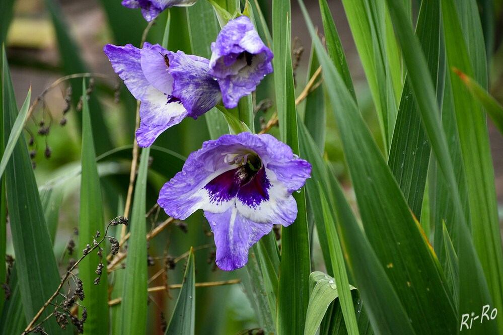 Schmückendes Zierwerk
Die Gladiole wird auch als Schwertblume bezeichnet, weil ihre Blätter schwertförmig sind. Zur Gattung der Gladiolen gehören mehr als 200 Wildarten. (samenhaus.de)
