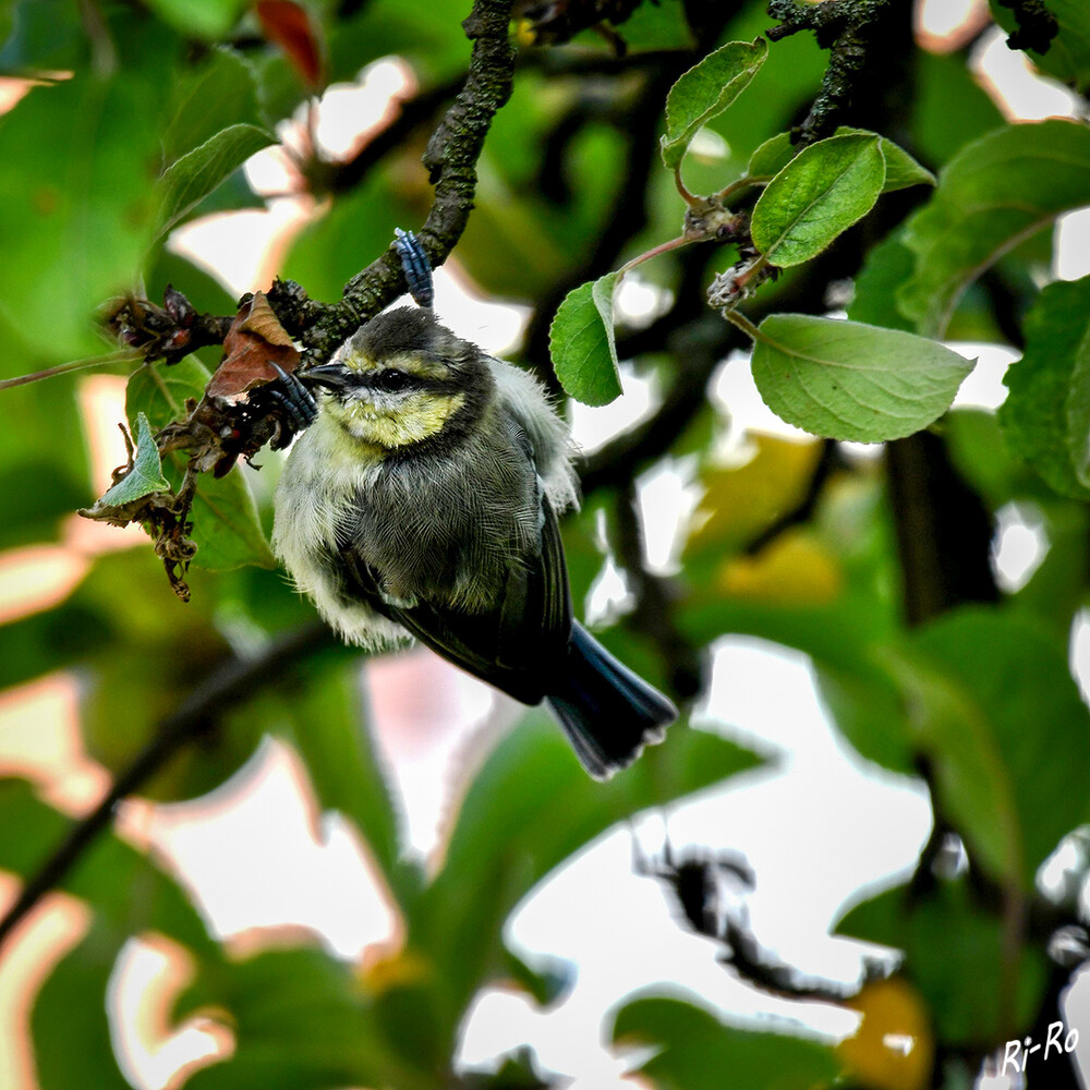 Jungvogel
er hat bis zum Herbst im ersten Lebensjahr eine blassgelbe Färbung im Bereich des Kopfes, da dieses Gefieder erst nach der Jugendmauser die typische Färbung der Blaumeisen annimmt. Blaumeisen werden in 14 bis 16 Unterarten eingeteilt. (voegel-im-garten.de)
