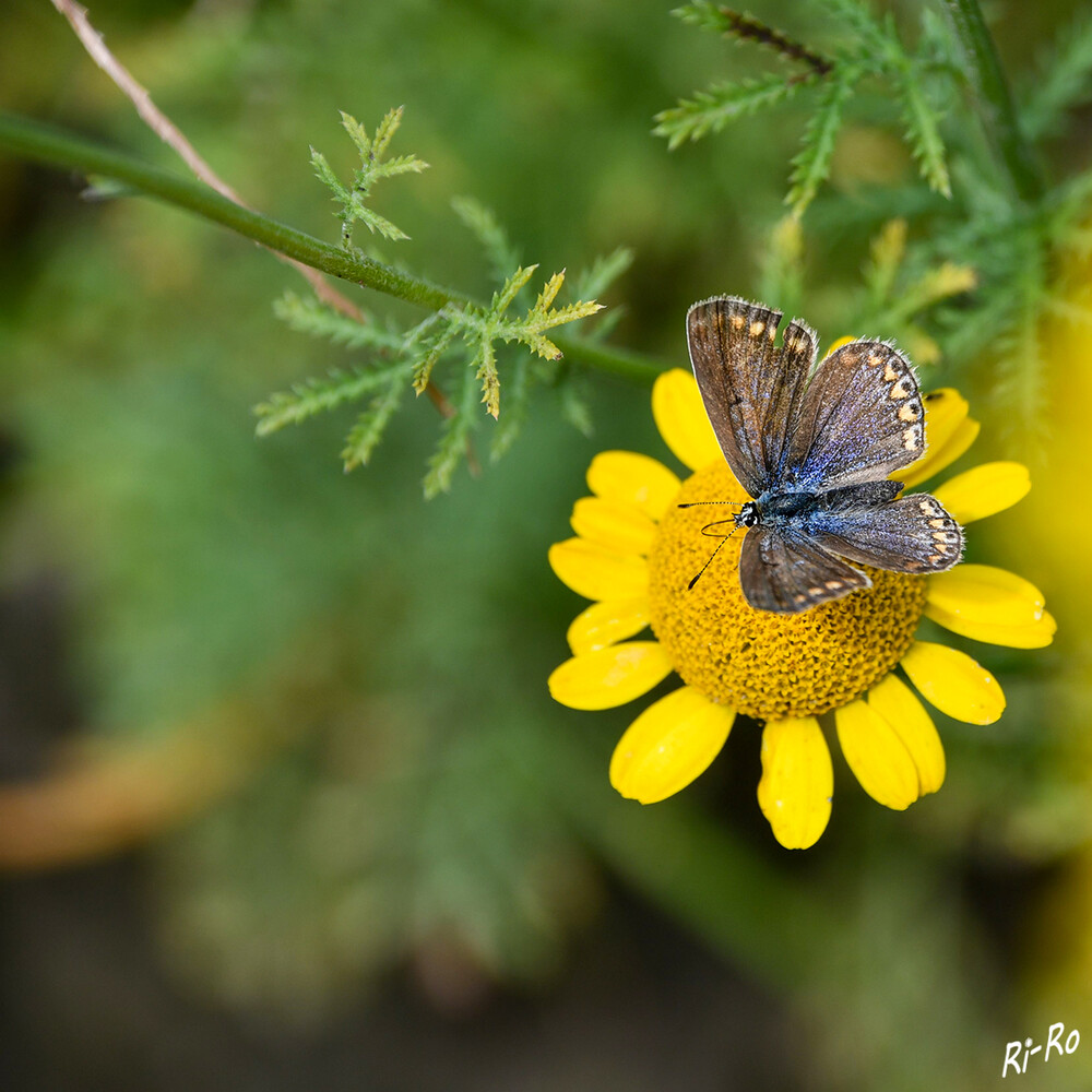 8 - Meine Blüte
Der Gemeine Bläuling bewohnt fast alle Lebensräume von Niederungen bis ins Gebirge u. ist der am weitesten verbreitete Bläuling in Europa. (insektenbox)

 
