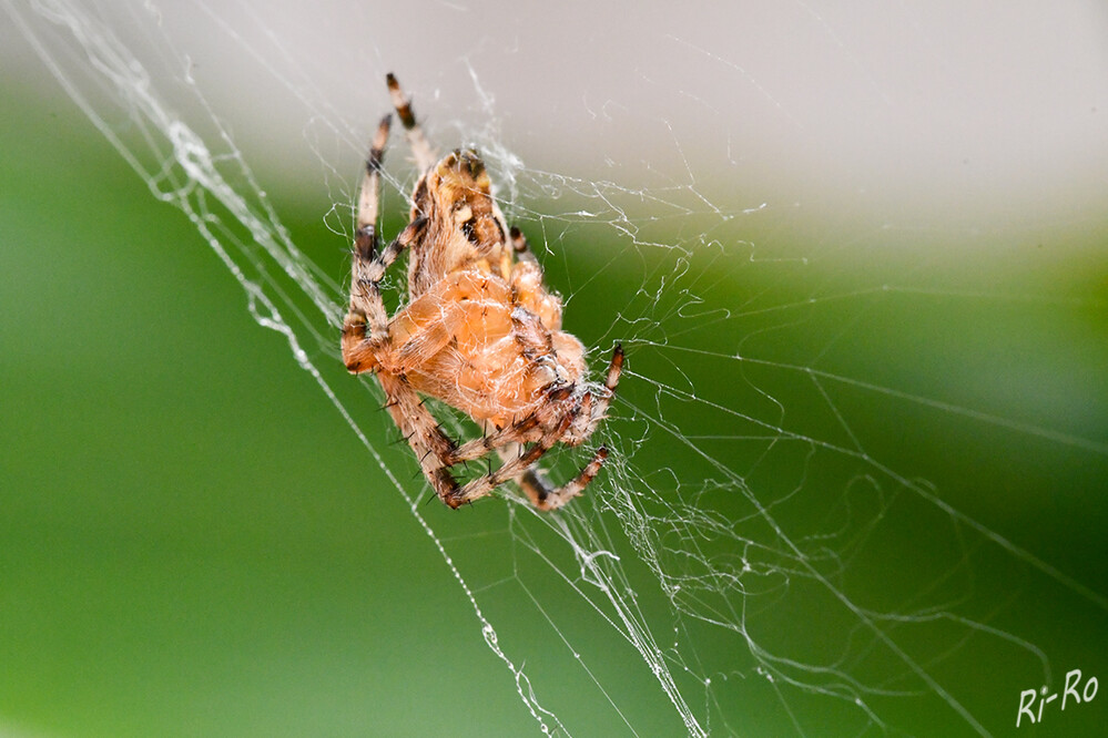 Eingewickelt
Kreuzspinnen sind nicht bedroht, stehen dennoch unter Naturschutz. Sie sind äußerst nützlich. Die Färbung ist variabel. (gartenlexikon.de)
