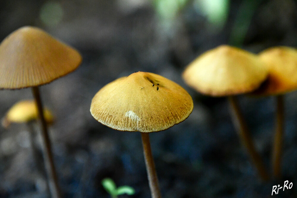 Pilze
wachsen als Begleiter im Topf der Tomatenpflanze. 
