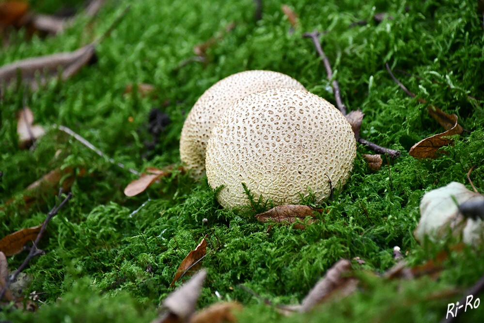 Bovist
durch seine gigantischen Ausmaße unterscheidet er sich von jedem anderen Pilz. Er ist in Wiesen u. Weiden zuhause. Gefunden wird dieser von Juli bis Oktober. (alleantworten.de)
