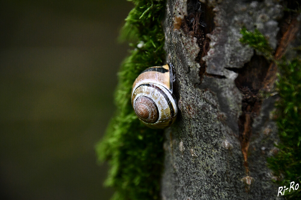 10 - Garten-Bänderschnecke
gehört hinsichtlich ihrer Färbung zu den variabelsten Schnecken überhaupt. An den Gehäusen finden sich ein bis fünf dunkelbraune unterschiedlich breite spiralige Bänder. Manche Exemplare derselben Population haben jedoch überhaupt keine Bänder. (wikipedia)


