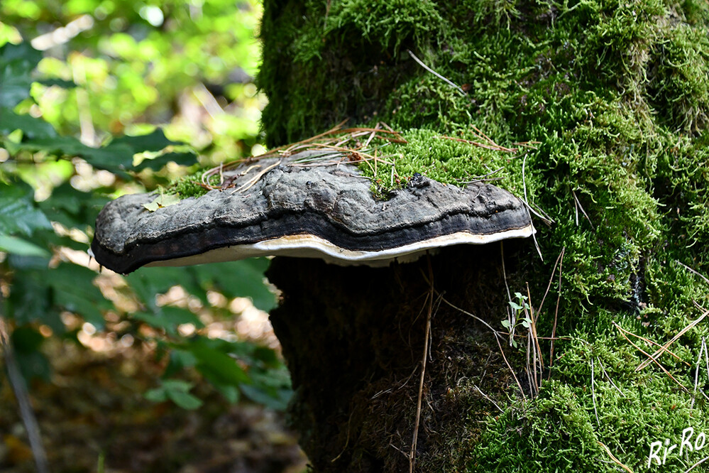 Baumschwamm
die meisten gehören innerhalb der Ständerpilze zu den Porenpilzen. Ihre Fruchtkörper werden erst dann gebildet, wenn die Holzzersetzung schon fortgeschritten ist. (waldwissen.net)
