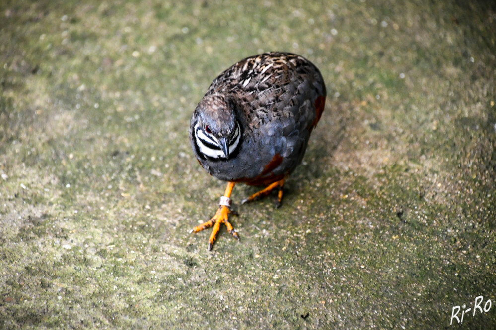 Wegsuche
die Zwergwachtel oder Chinesische Zwergwachtel ist eine Vogelart aus der Familie der Fasanenartigen. Mit einem Gewicht von nur 45 bis 70 Gramm u. einer Körpergröße von ca. 14 cm sind die Zwergwachteln die kleinsten Hühnervögel. (wikipedia)

 
