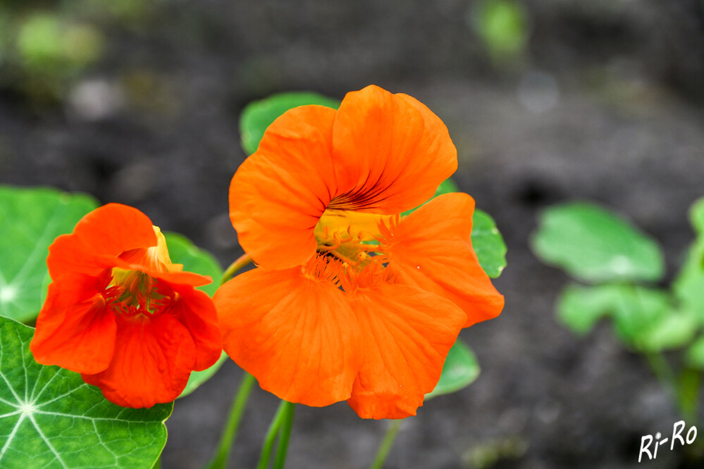 Rot u. Orange
Die sonnenliebende Kapuzinerkresse ist ein klassischer Sommerblüher. Sie bevorzugt einen geschützten, sonnigen Platz im Beet. (mein-schoener-garten)
