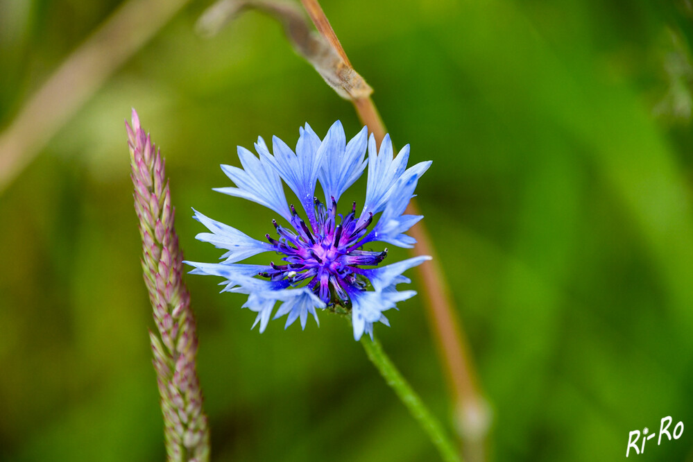 Kornblume
sie lockt viele Insekten an. Ist einjährig u. zweigeschlechtlich. Die Wuchshöhe liegt zwischen 40 u. 90 cm. (Kräuterbuch)
Schlüsselwörter: 2024