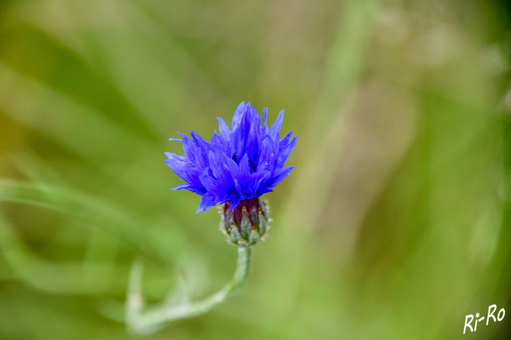 Einzelne Blüte
Die Kornblume zählt zu unseren schönsten Blühpflanzen. Als typischer Begleiter am Rand von Getreidefeldern war die Kornblume viele Jahrhunderte fest in unserem Landschaftsbild verankert. (Kräuterbuch)
Schlüsselwörter: 2024