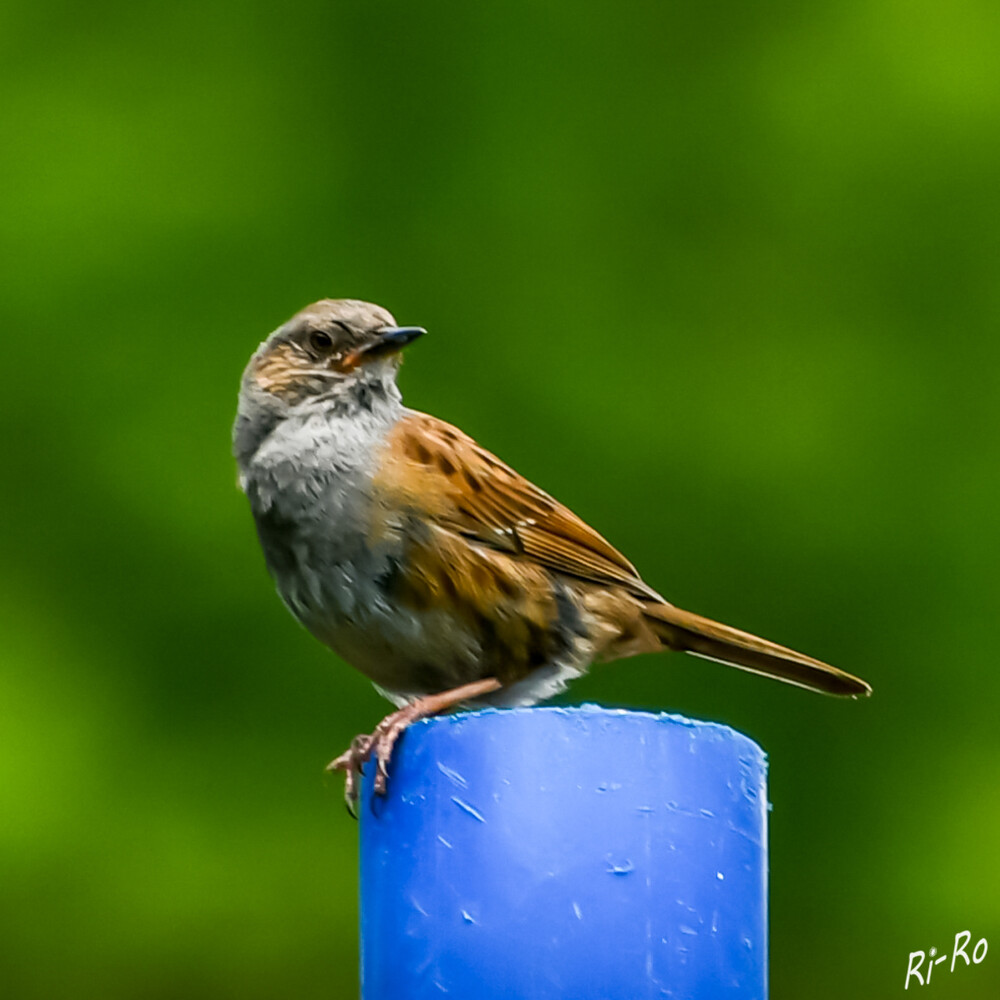 Heckenbraunelle
ein unscheinbarer Singvogel, der in Wäldern, Gebüschen u. Gärten lebt. (birdlife.at)
