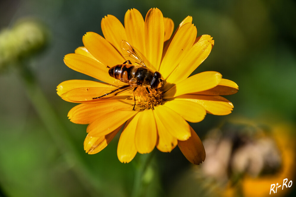 Palpada
ist eine Gattung von 85 neotropischen u. nearktischen Blumenfliegen oder Schwebfliegen Diese Gattung ist oft bunt u. bienenartig. (wikipedia)
