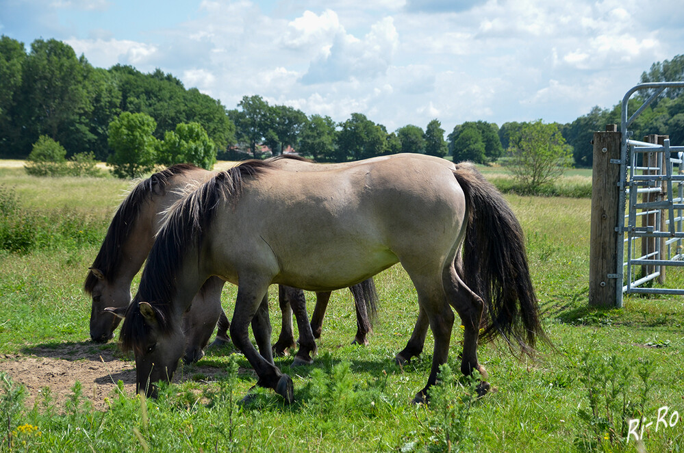 Konikpferde
sind Partner für den Erhalt offener Landschaften. Es steht dem Urtyp des Mitteleuropäischen Pferdes, dem ausgestorbenen Tarpan, noch sehr nahe. (naturpark-hohe-mark.de)
