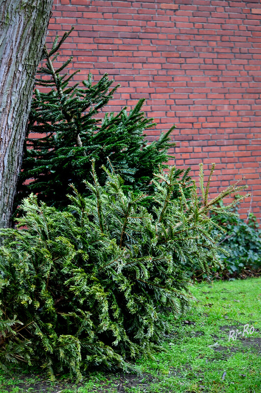 Ausgedient
Während in Norddeutschland die meisten Leute nach Neujahr den Weihnachtsbaum rausschmeißen geschieht dies in Bayern zu Heilige drei Könige. In Schweden wird ein Woche später, am 13. Januar mit Knut Weihnachten ausgetrieben. (schweden-tipp.de)
Schlüsselwörter: 2021